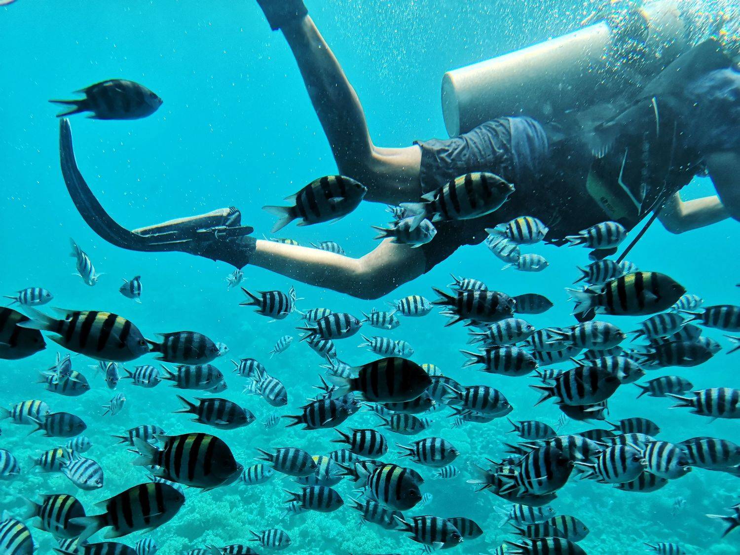 дайвер, underwater, pomoleyko, water, sea, redsea, Павел Помолейко