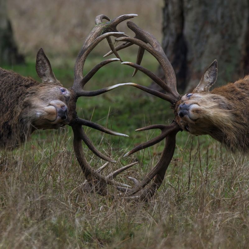 Wildlife фото превью