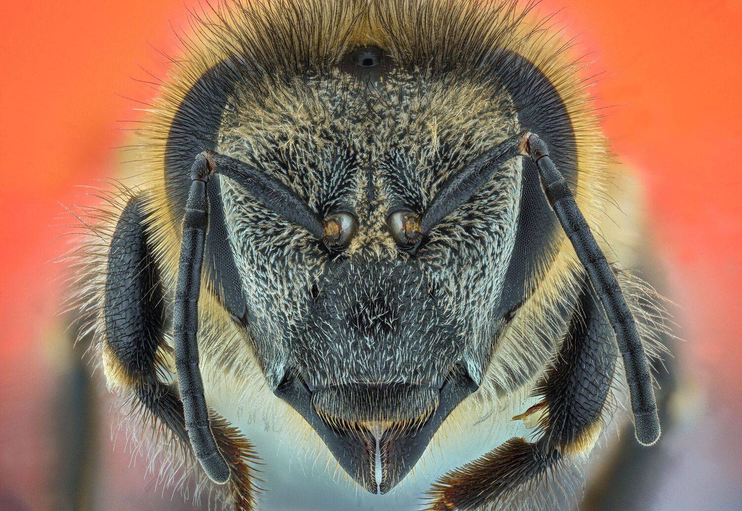 ceclii, macro, nikond7200, Tsvetan Ganev