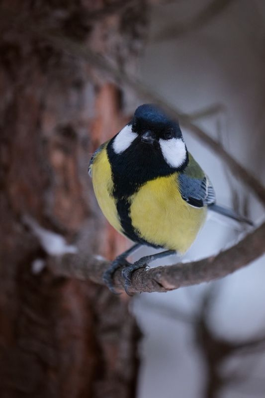Синица городского бора фото превью