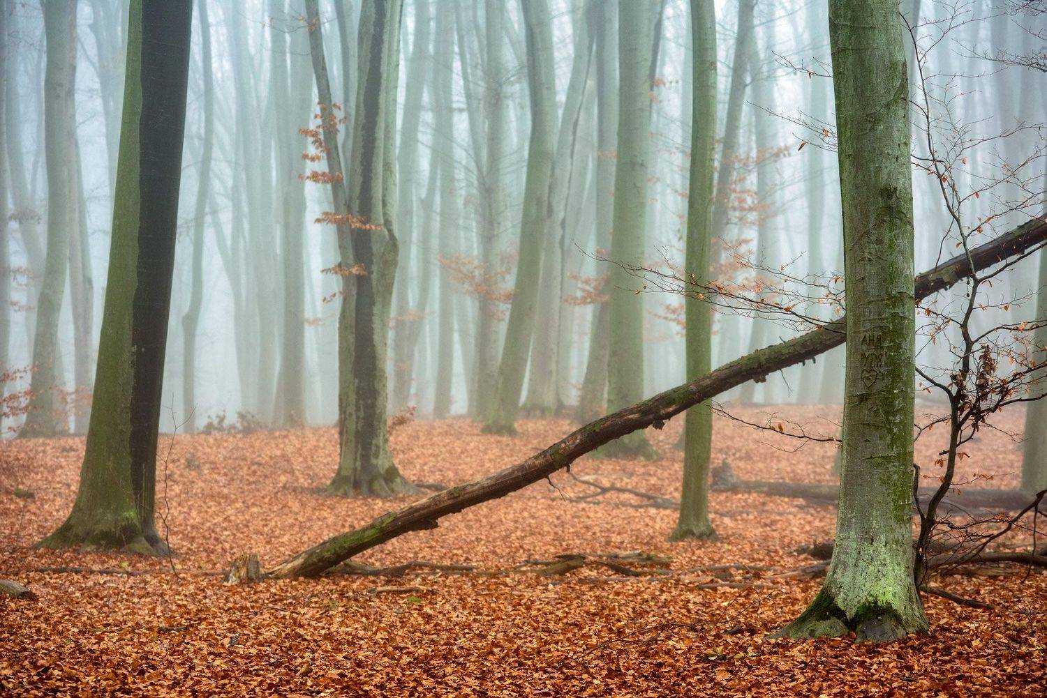 , Юрий Юрьев