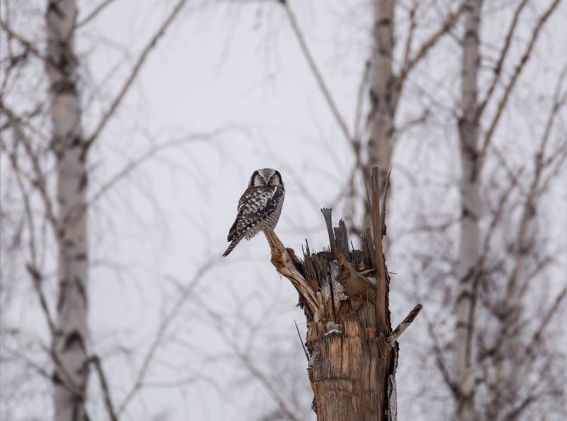 птица, ястребиная сова, Ястребиная сова. фото превью