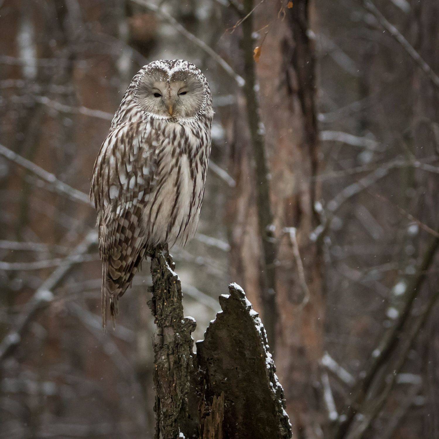 длиннохвостая неясыть, Суслов Дмитрий
