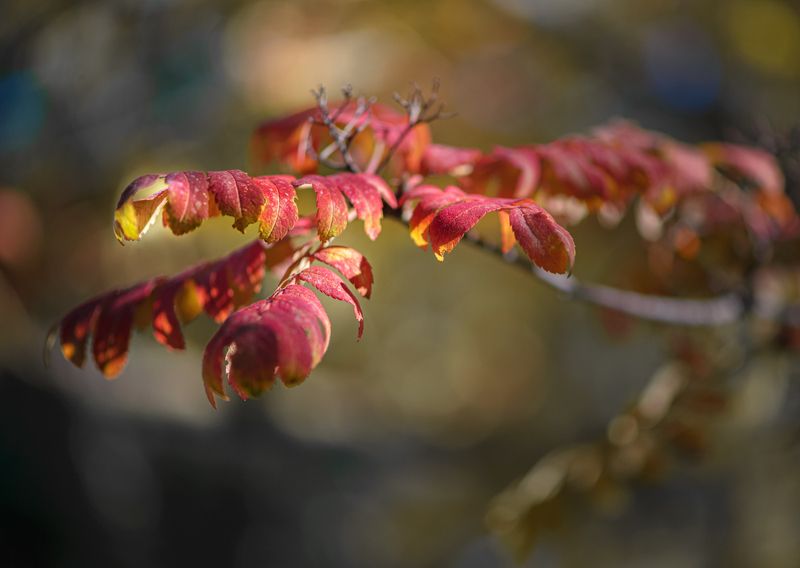 Red Dragon фото превью