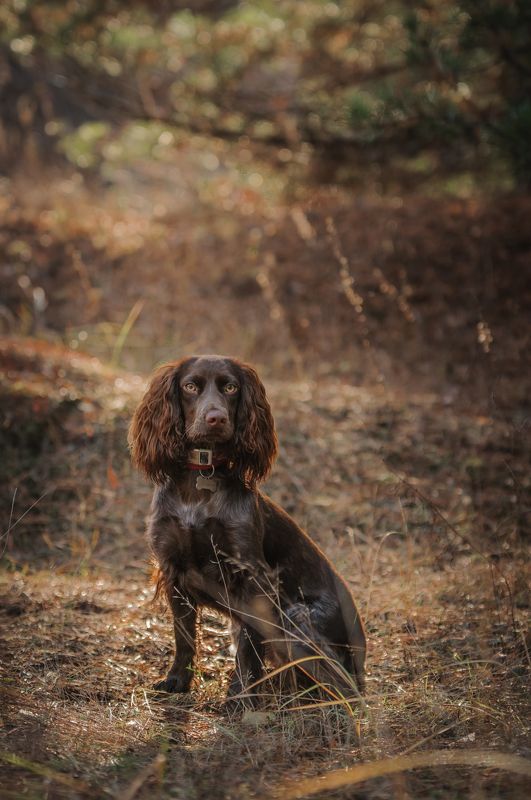 Айти фото превью