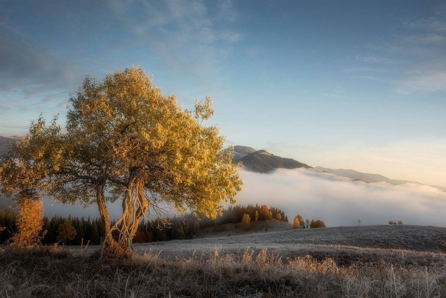 , Андрей Жила