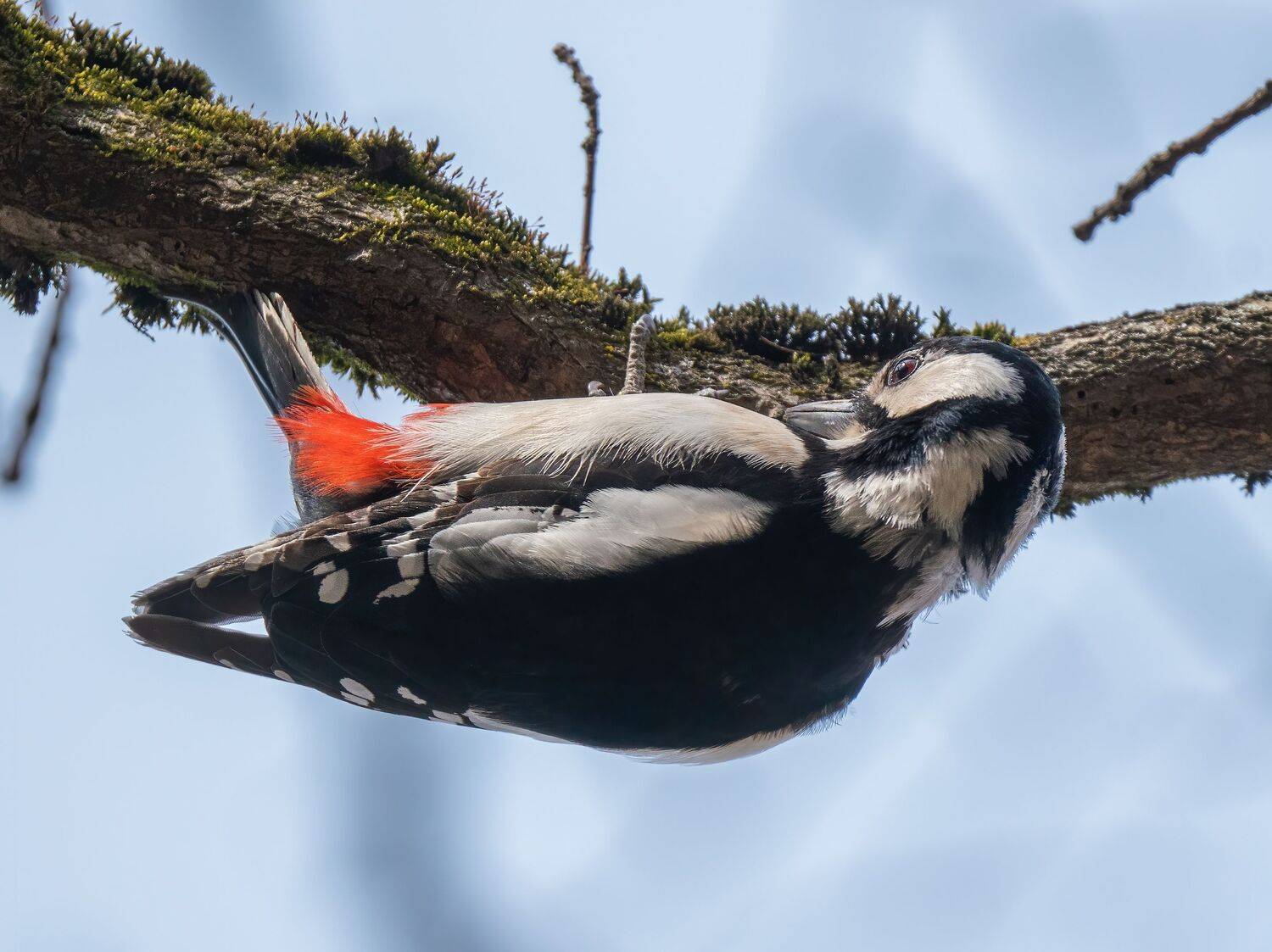 , Константин Дэм