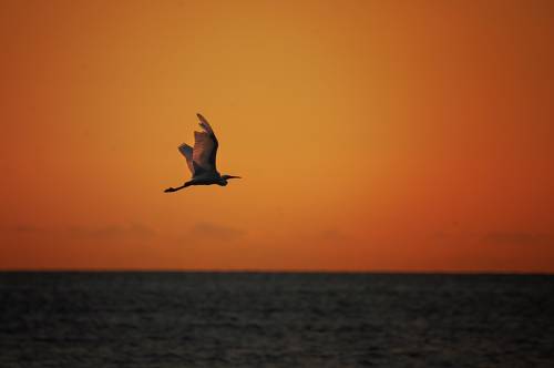 Free.....