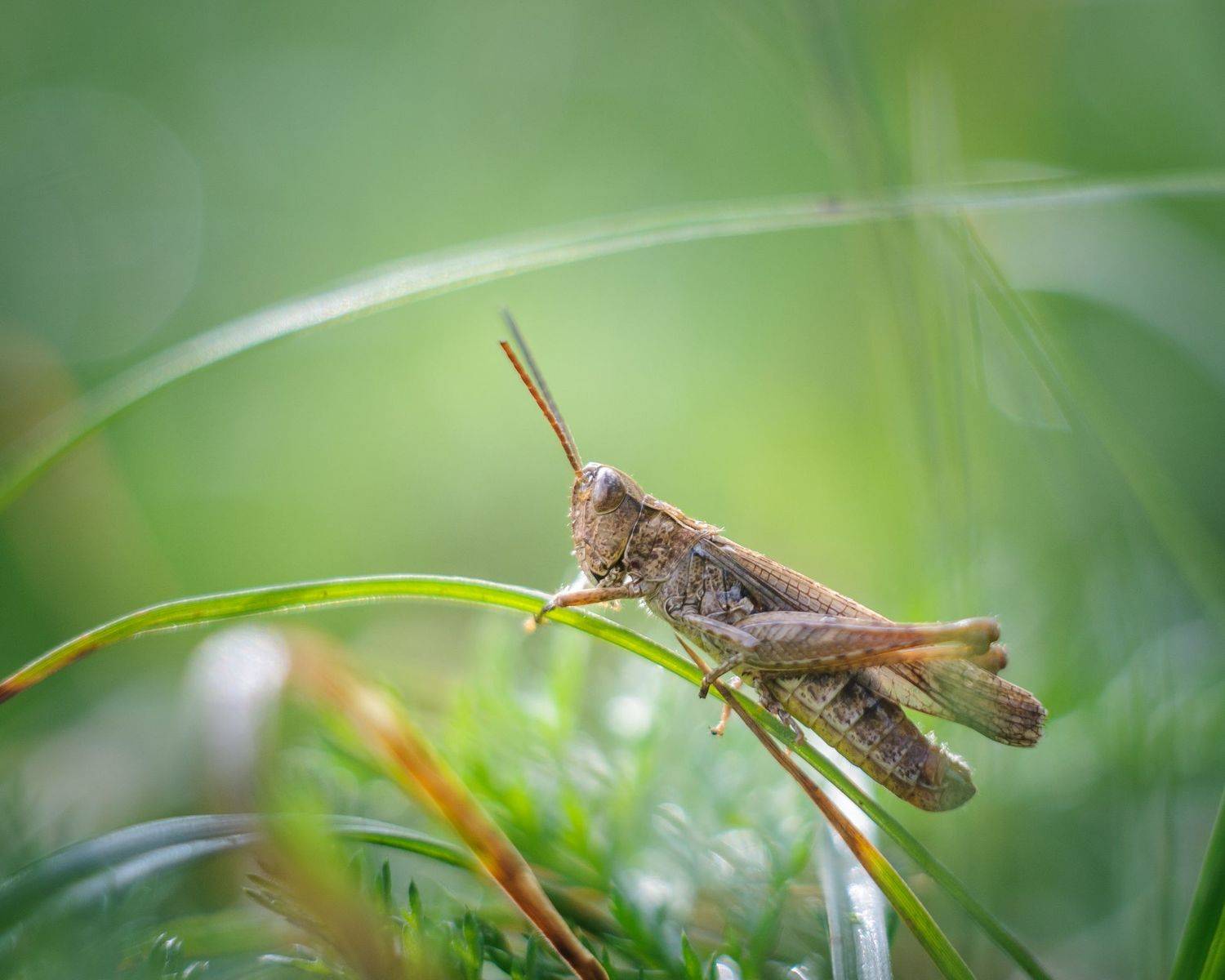 , Зуйкова Динара