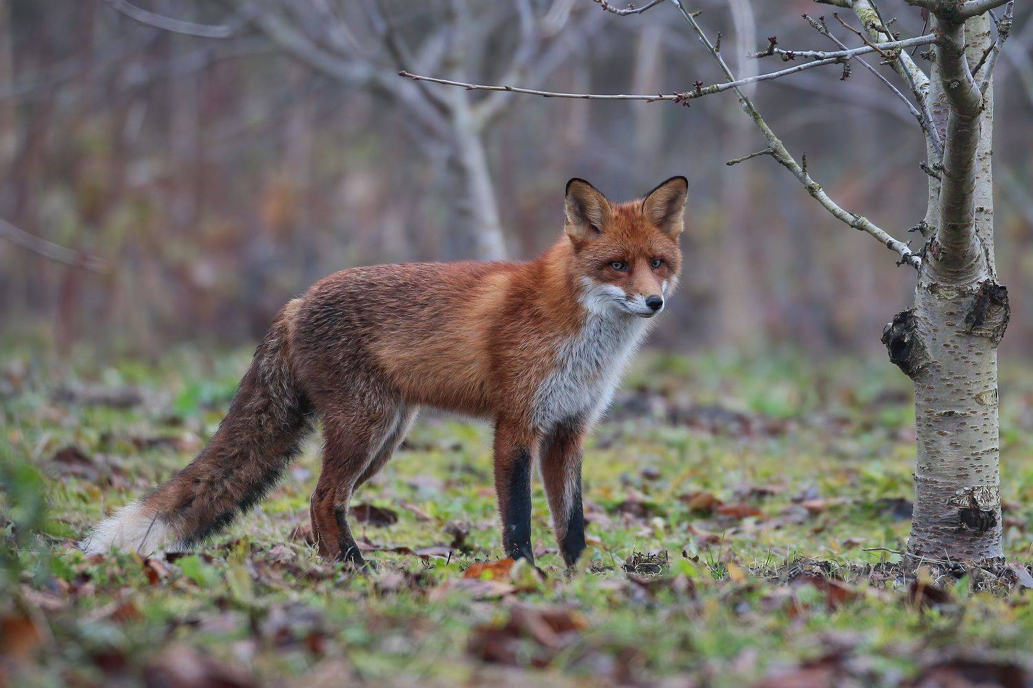 Rudoji lapė (Vulpes vulpes) Red Fox, Rimantas Stankunas