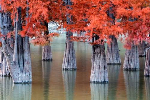 Taxodium
