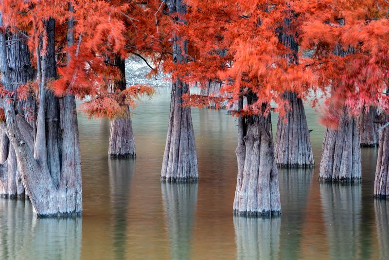 болотные, кипарисы Taxodium фото превью