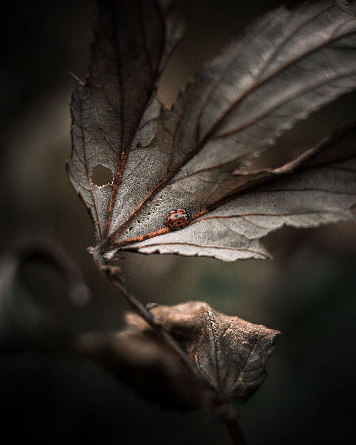 , Максим Салихов