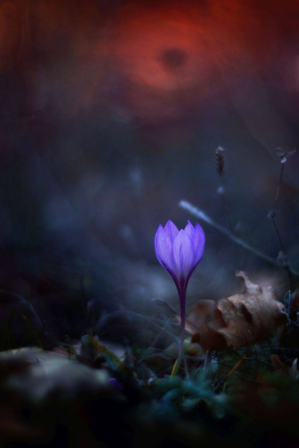 blue,flowers,wild,nature,light,bokeh,red,zenit,helios,nikon,green,purple, Борислав Алексиев