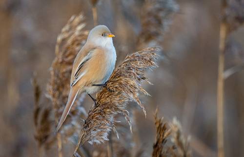 Усатая синица (Panurus biarmicus), самка.