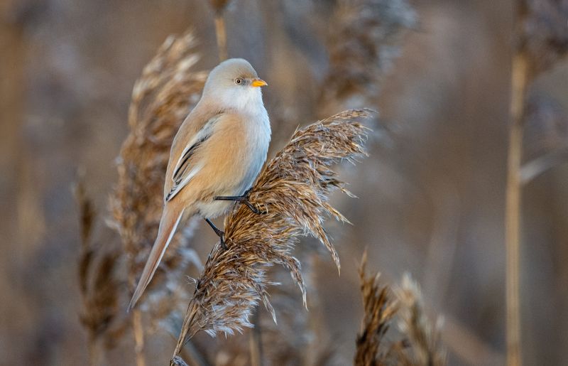 Усатая синица, Panurus biarmicus, самка. Усатая синица (Panurus biarmicus), самка. фото превью