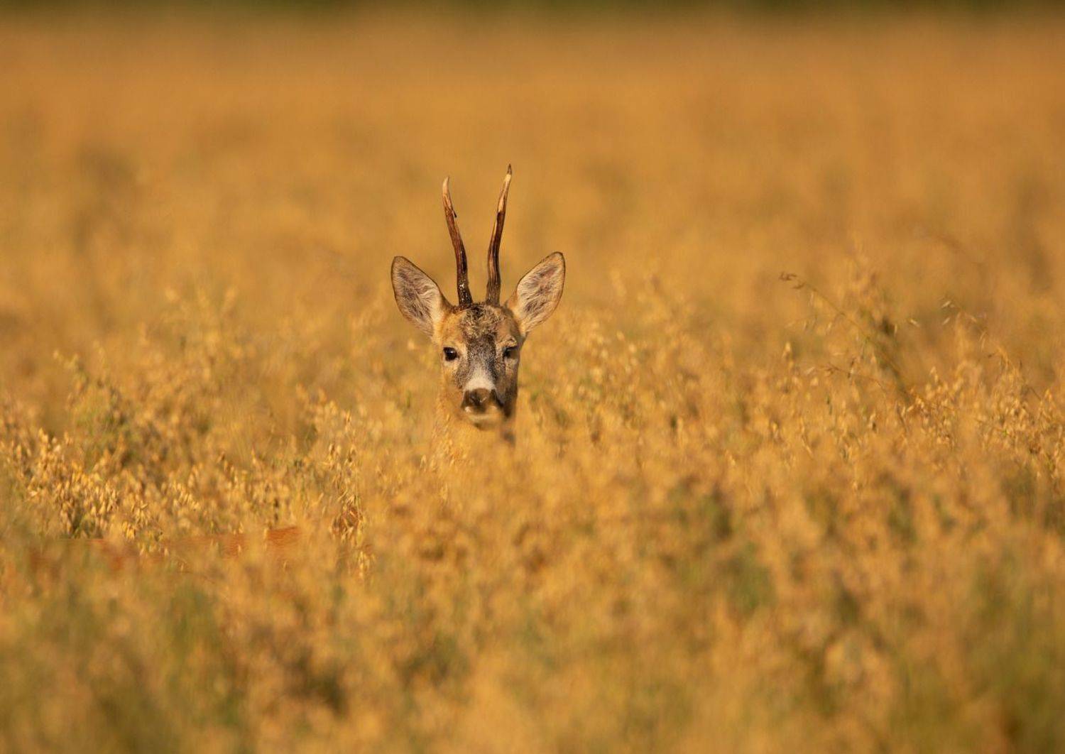 косуля, животные, рога,, Владимир Пакалевич