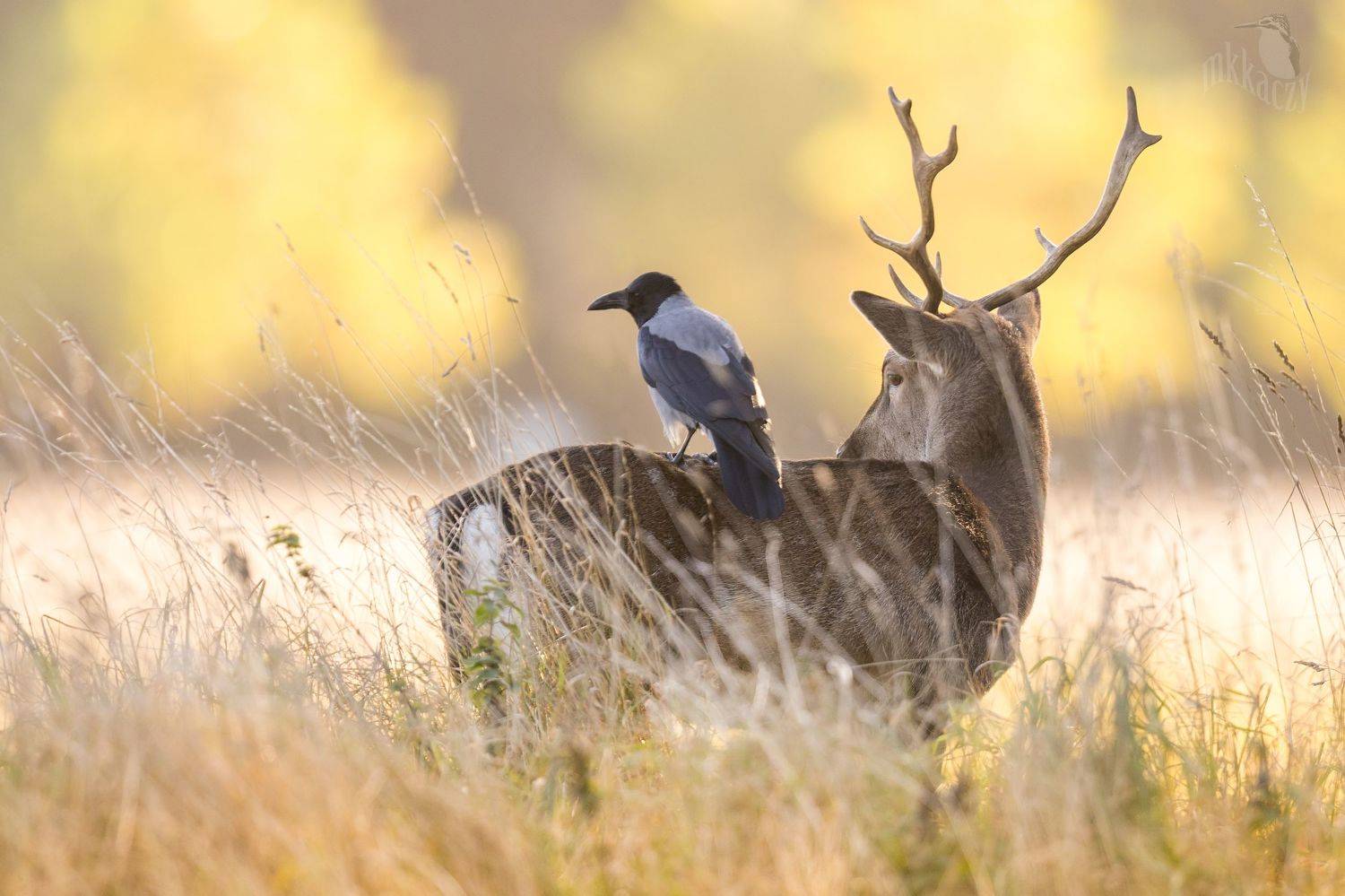 , Marcin Kaczmarkiewicz