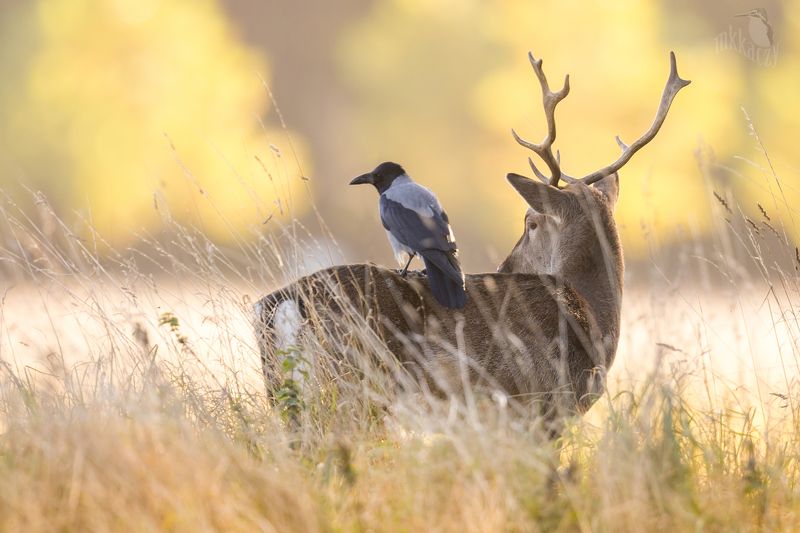 Symbiosis фото превью