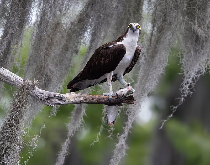 cкопа, osprey, florida, хищные птицы, wildlife Osprey with Prey - Скопа с добычей фото превью