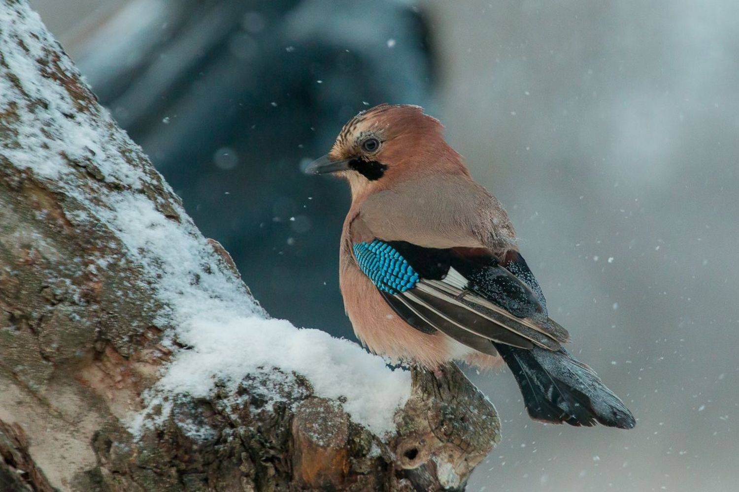birds, jay, wildlife, птицы, сойка, зима, снег, Алексей Юденков