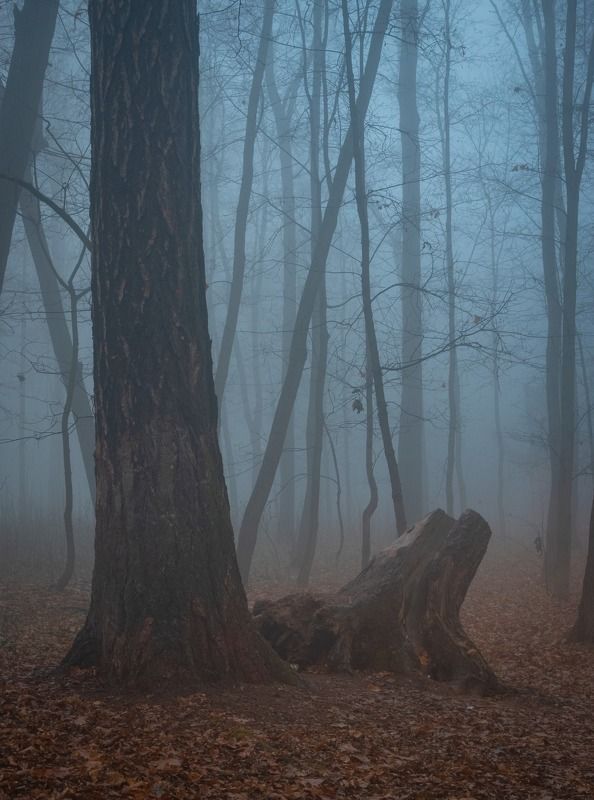 красногорск Только туман фото превью