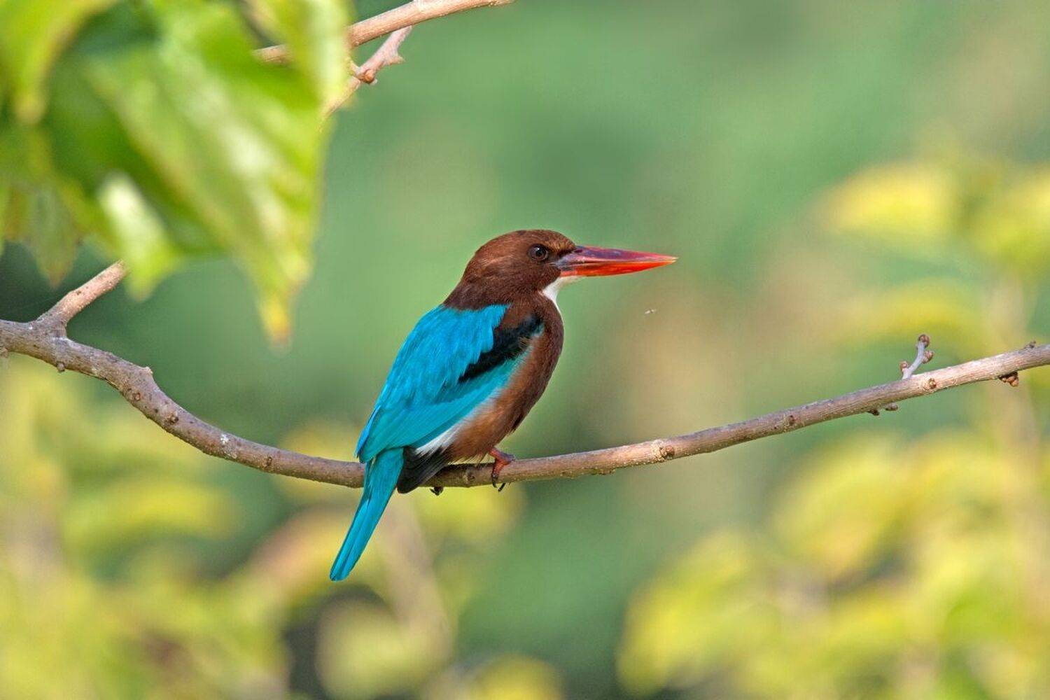 , Людмила Бекман