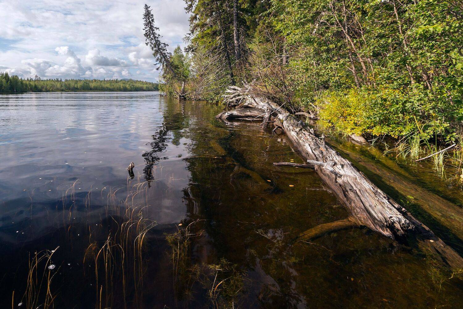 , Ярослав Лукьянов