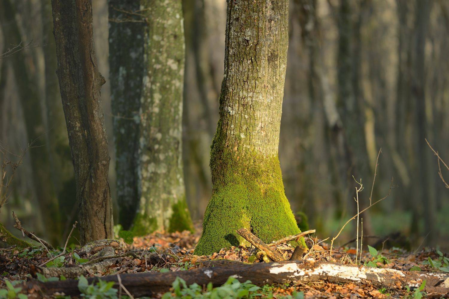 осень листва утро лес, Александр Жарников