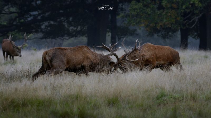Rut фото превью