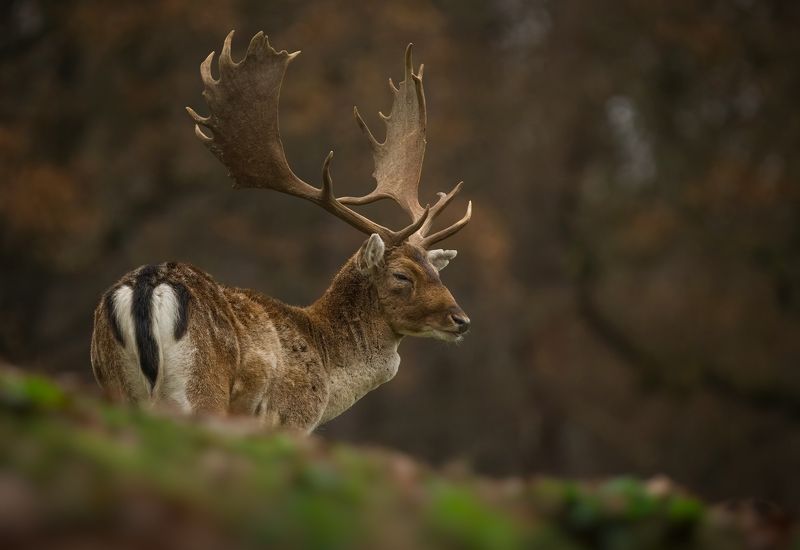 fallow-deer, wildlife, animals, nature, forest, autumn, deer, horns Moody фото превью