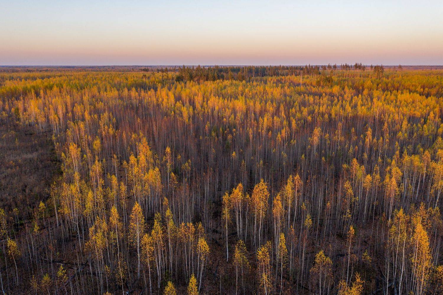 осень, березы, лес, закат, Баландин Дмитрий
