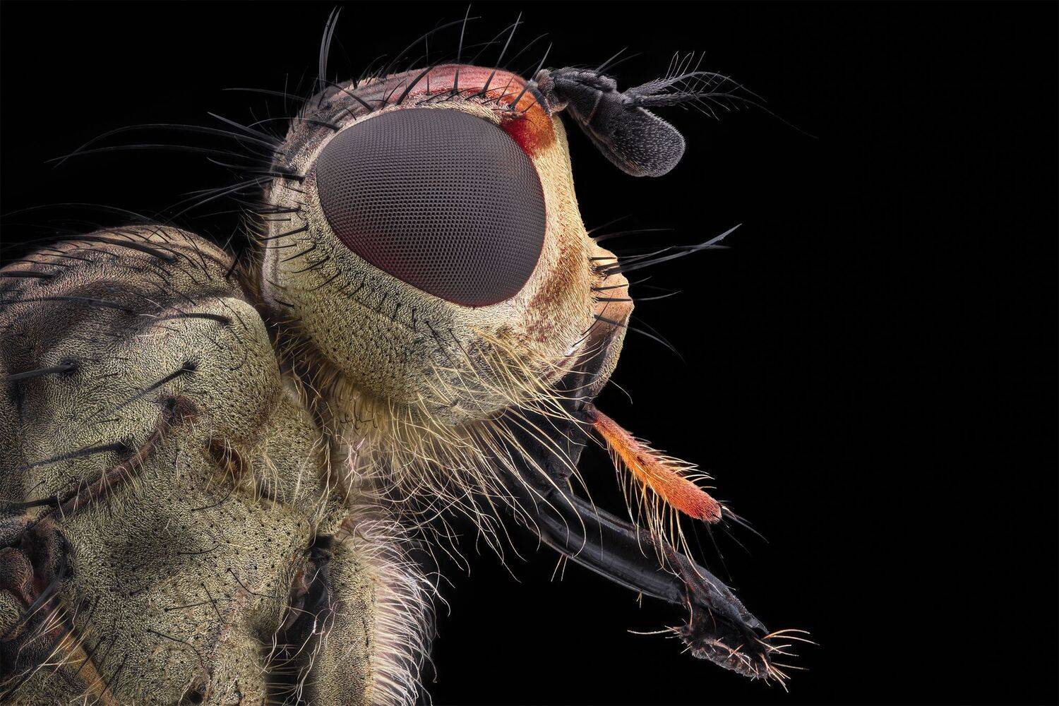 ceclii, macro, nikond7200, Tsvetan Ganev