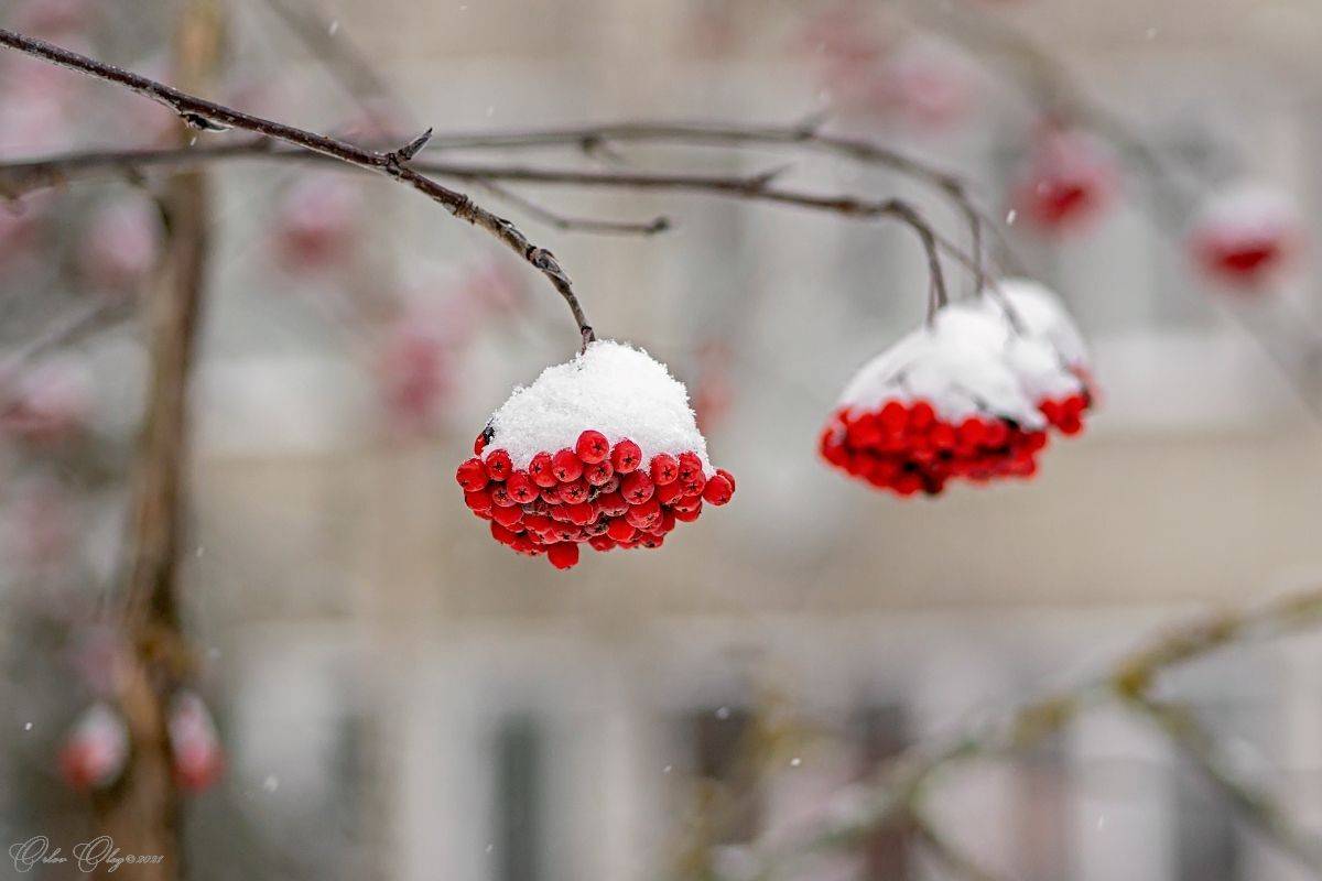 , Орлов Олег