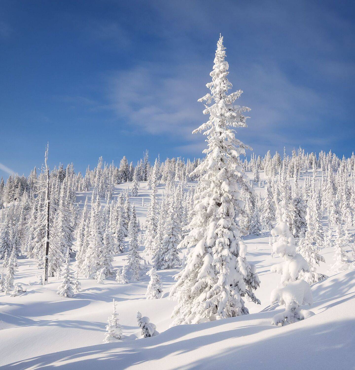 , Лещёнок Александр