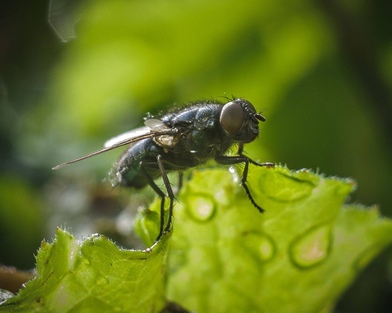, Зуйкова Динара