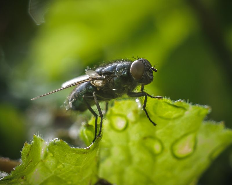 Муха-цекотуха фото превью