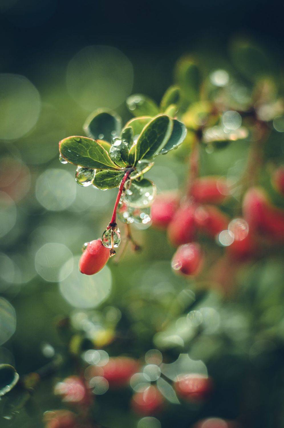 , Зуйкова Динара