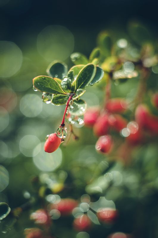 Капельки фото превью