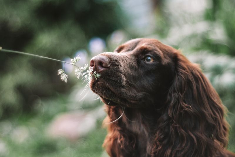 Нюхач фото превью