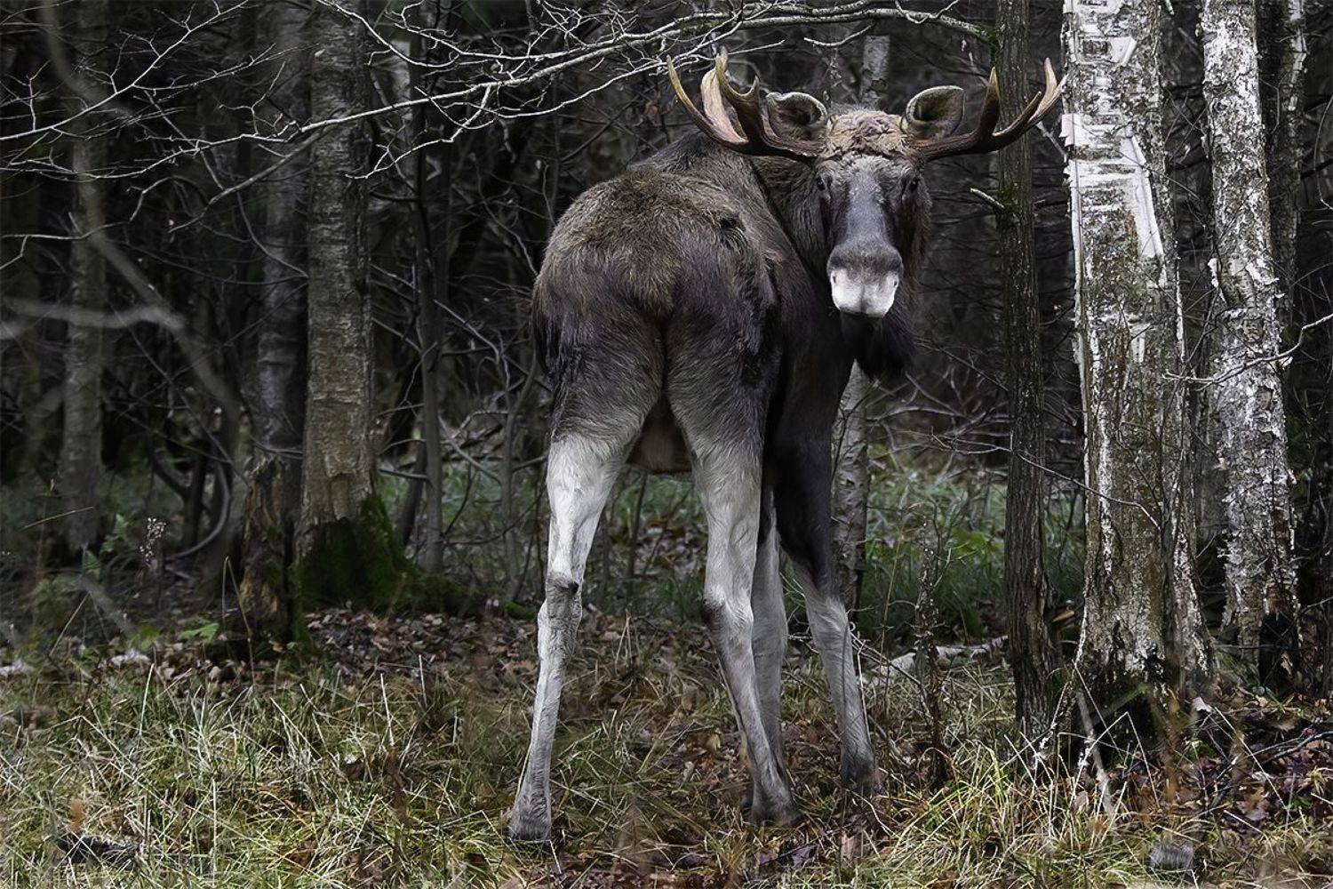 лось, взгляд, лес, Наталия Сытина