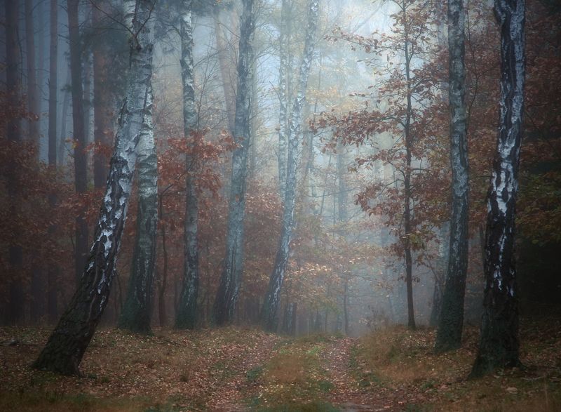 november woods... фото превью