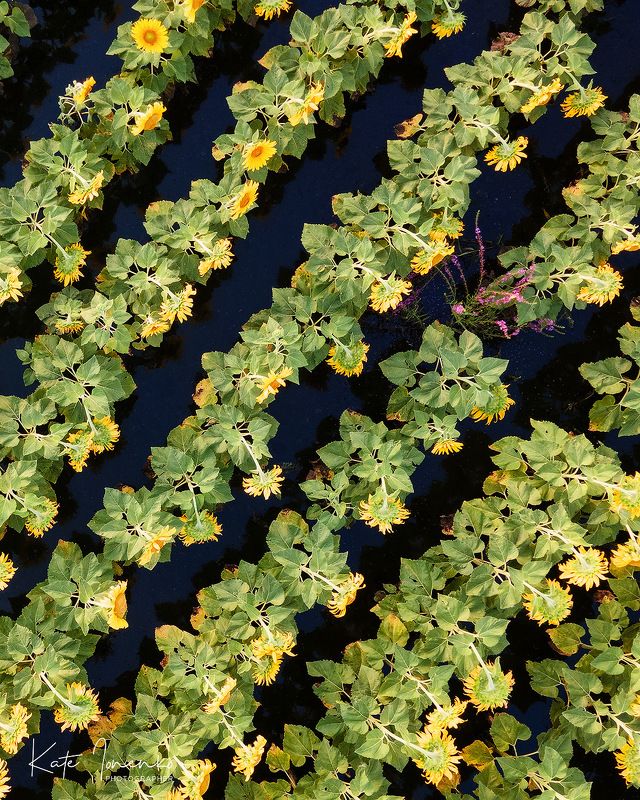 После дождя фото превью