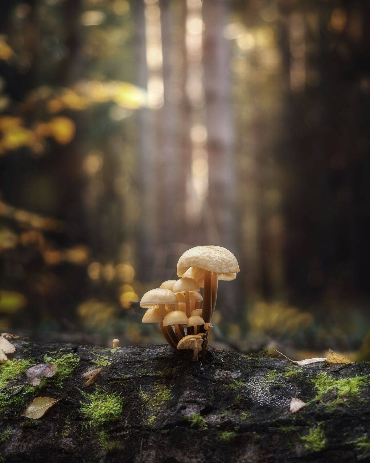 , Мозжухин Максим