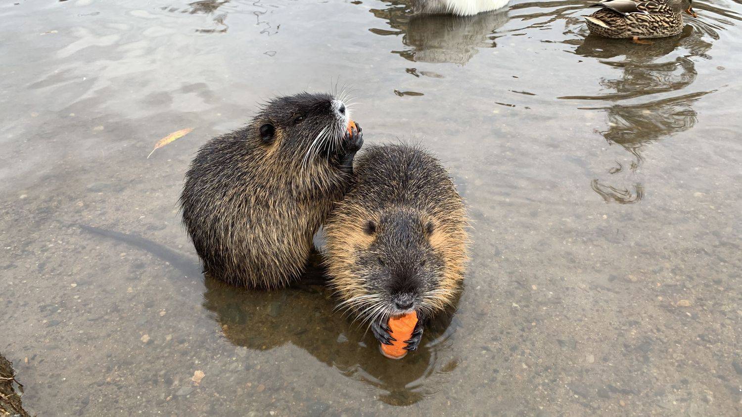 чехия, нутрии, животные, Татьяна