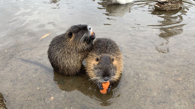чехия, нутрии, животные Совместный обед фото превью