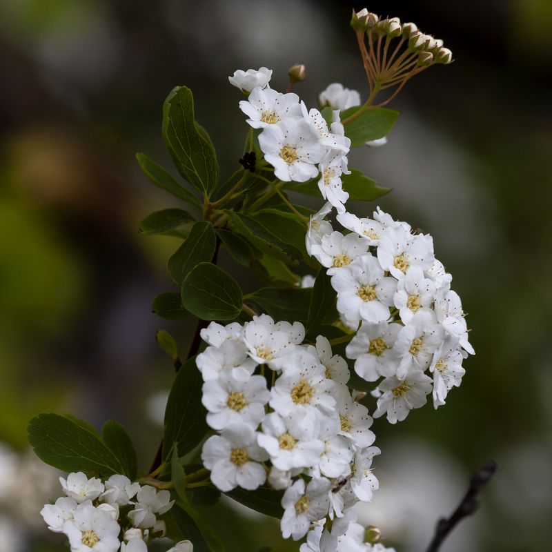 Цветет фото превью