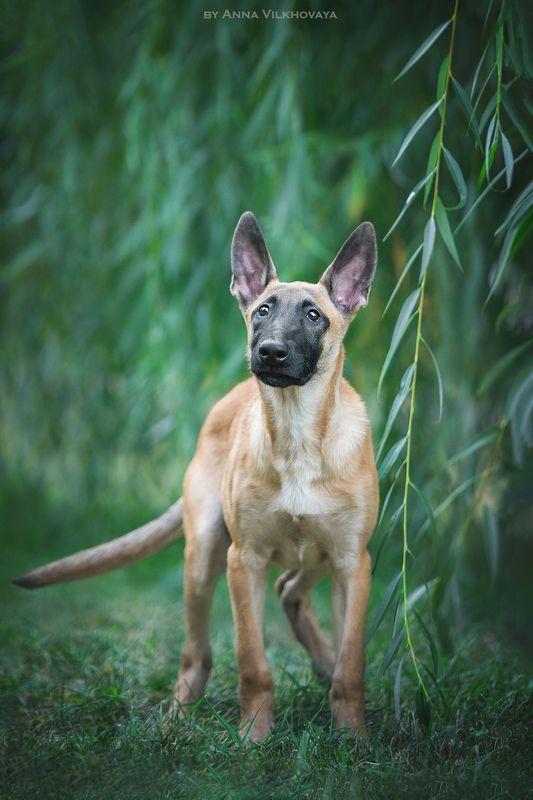 фото превью