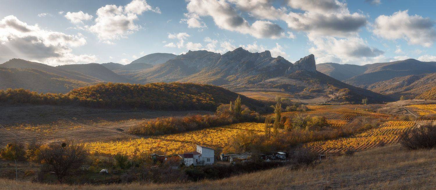 крым, осень, виноградник., Владимир Дубинин