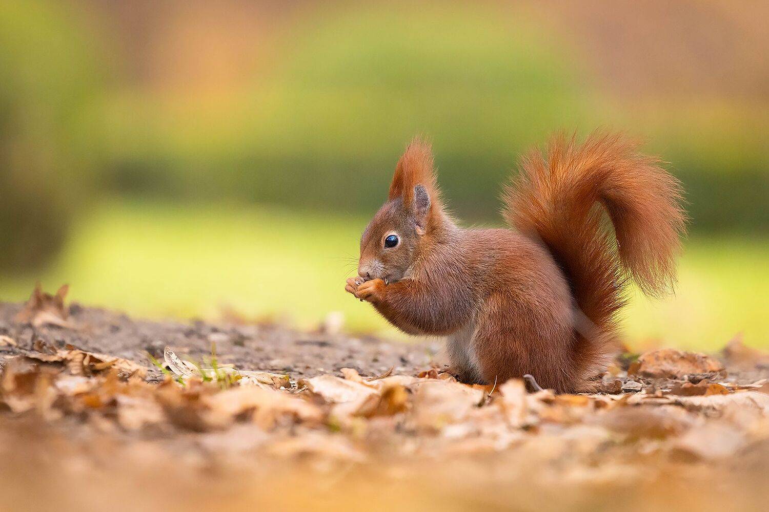 Squirrel. Автор: Robert Adamec , Robert Adamec